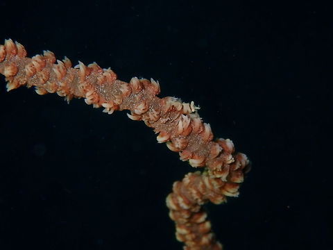 Anker's Whip Coral Shrimp (Pontonides ankeri) Coconut Garden, Lembeh. Anker's whip coral shrimp,Geotagged,Indonesia,Pontonides ankeri,Spring