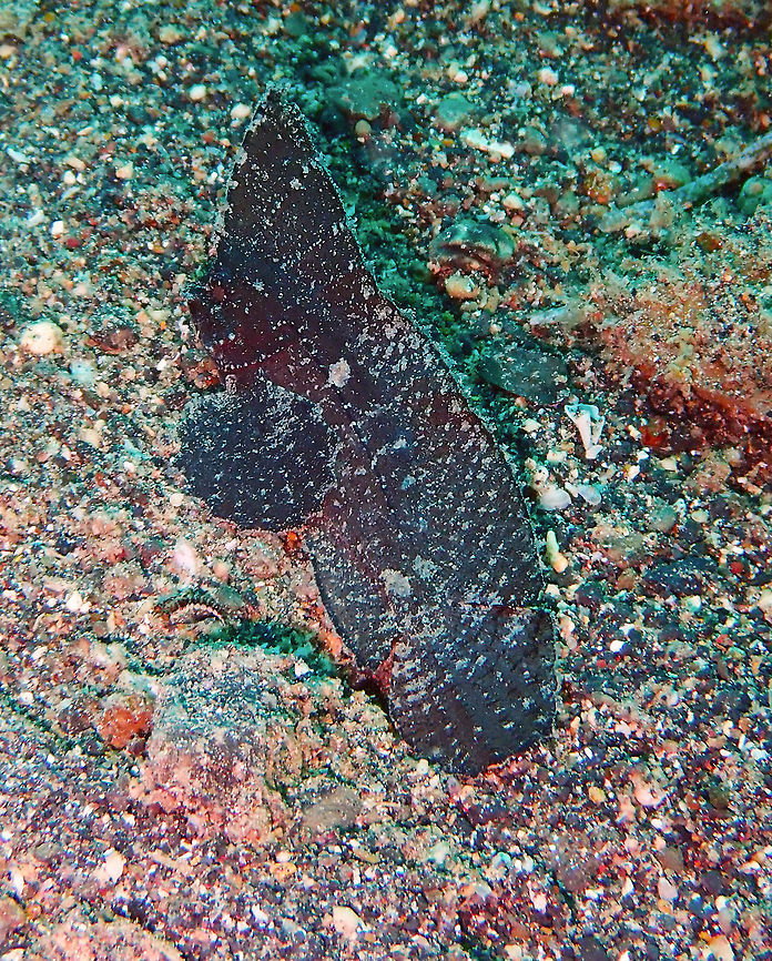 Cockatoo waspfish (Ablabys taenianotus) Coconut Garden, Lembeh.<br />
The only difference with the Spiny Waspfish is that Cockatoo has 17 dorsal spines instead of 15. For that reason I think is most likely a cockatoo... Ablabys taenianotus,Cockatoo waspfish,Geotagged,Indonesia,Spring