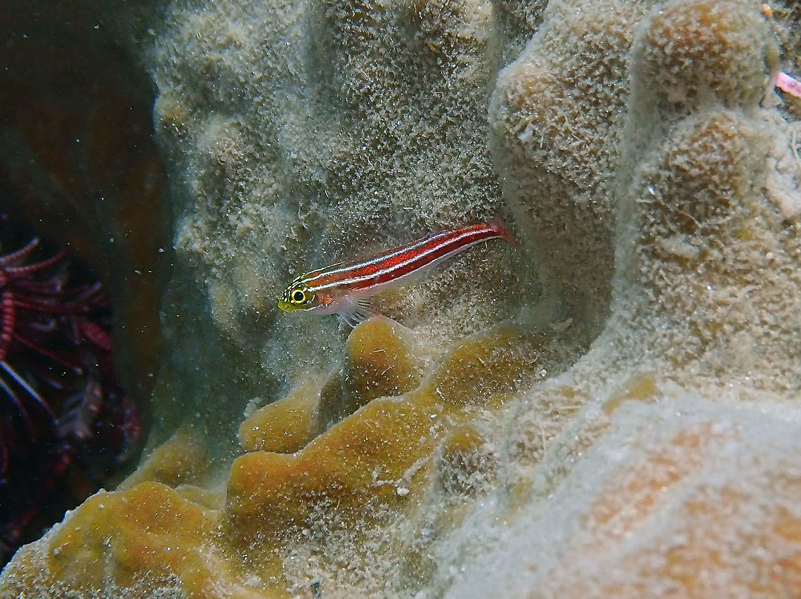 Striped Threefin (Helcogramma striatum) Batu Lubang Besar, Lembeh. Geotagged,Helcogramma striata,Indonesia,Spring,Tropical striped triplefin