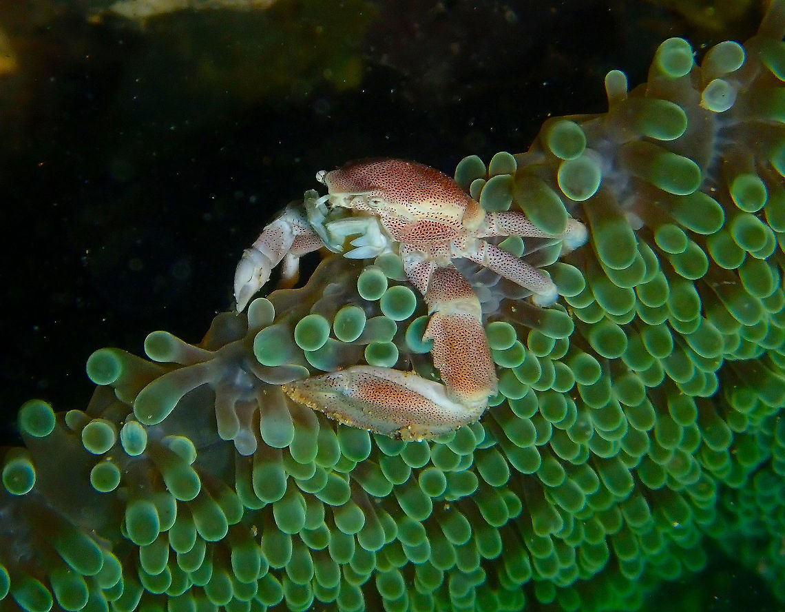 Porcelain Crab (Neopetrolisthes maculatus) Coconut Garden, Lembeh.<br />
I have placed the pic upside down for a better view of the crab. Geotagged,Indonesia,Neopetrolisthes maculatus,Spring