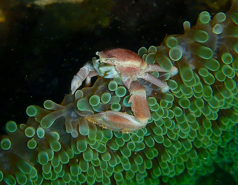 Porcelain Crab (Neopetrolisthes maculatus) Coconut Garden, Lembeh.
I have placed the pic upside down for a better view of the crab. Geotagged,Indonesia,Neopetrolisthes maculatus,Spring