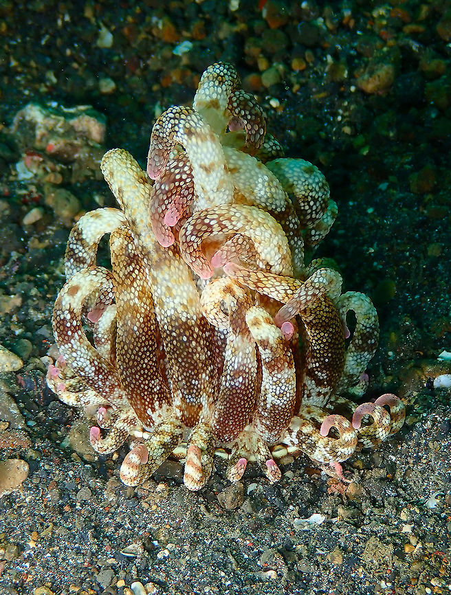 Striped/Armed Anemone (Dofleinia armata) Kareko Batu, Lembeh. Dofleinia armata,Geotagged,Indonesia,Spring