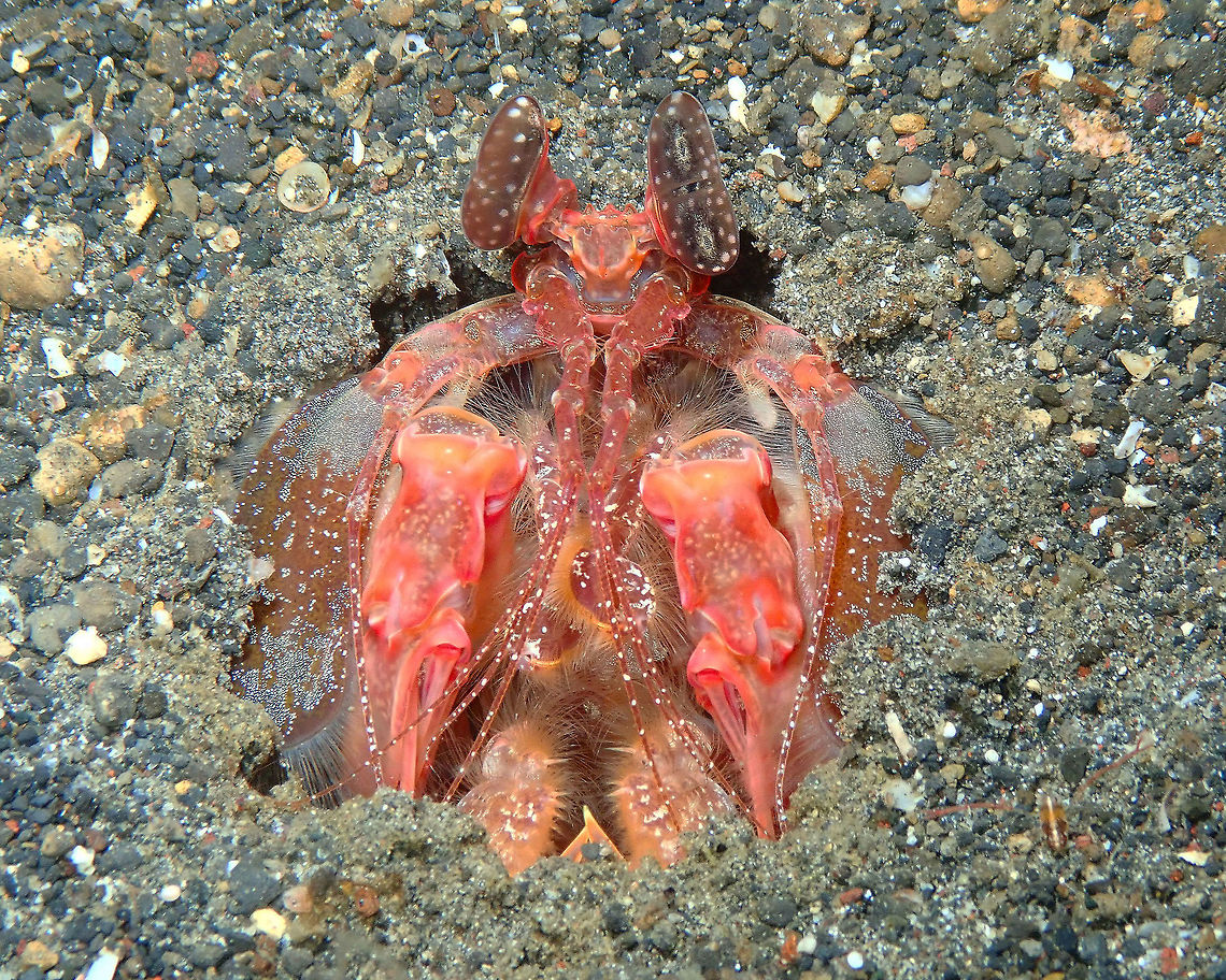 Lisa's Mantis Shrimp (Lysiosquillina lisa) Kareko Batu, Lembeh><br />
They are huge! Geotagged,Indonesia,Lisa's Mantis Shrimp,Lysiosquillina lisa,Spring