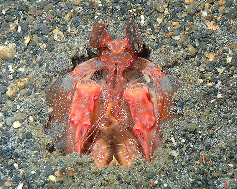 Lisa's Mantis Shrimp (Lysiosquillina lisa) Kareko Batu, Lembeh>
They are huge! Geotagged,Indonesia,Lisa's Mantis Shrimp,Lysiosquillina lisa,Spring