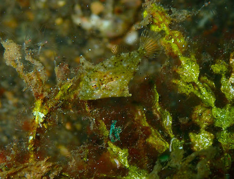 Bristle-tail filefish (Acreichthys tomentosus) Kareko Batu, Lembeh. Acreichthys tomentosus,Geotagged,Indonesia,Spring