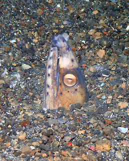 Highfin snake eel (Ophichthus melanochir) Kareko Batu, Lembeh. Highfin snake eel,Ophichthus altipennis