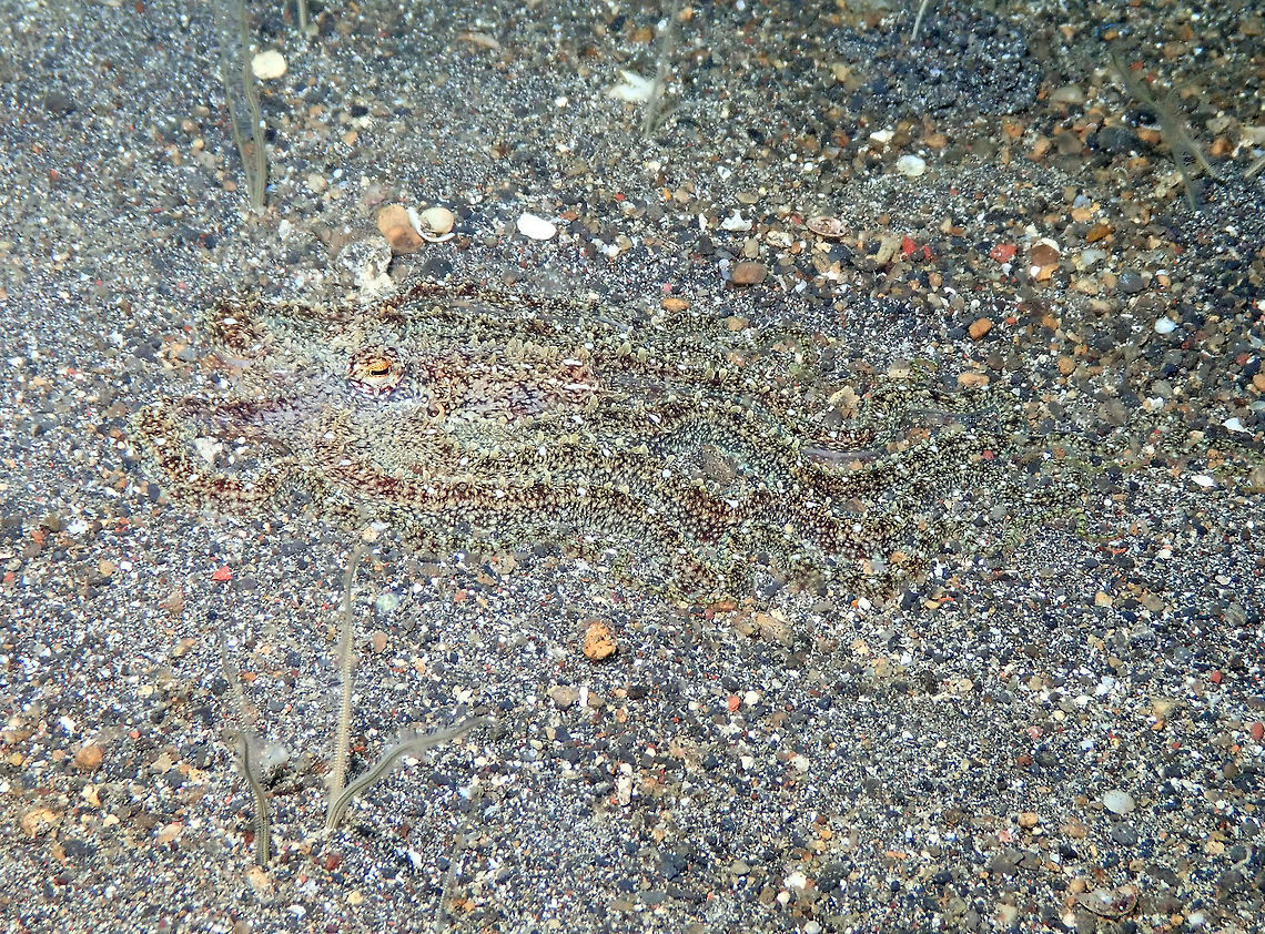 Lilliput longarm octopus -Macrotritopus defilippi (ID Tentative) Kareko Batu, Lembeh.<br />
ID tentative. It mus be a very similar species to Macrotritopus defilippi, if not the same. However the distribution is different, reason why I say is tentative.  Geotagged,Indonesia,Lilliput longarm octopus,Macrotritopus defilippi,Spring