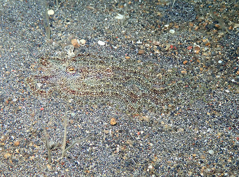 Lilliput longarm octopus -Macrotritopus defilippi (ID Tentative) Kareko Batu, Lembeh.
ID tentative. It mus be a very similar species to Macrotritopus defilippi, if not the same. However the distribution is different, reason why I say is tentative.  Geotagged,Indonesia,Lilliput longarm octopus,Macrotritopus defilippi,Spring