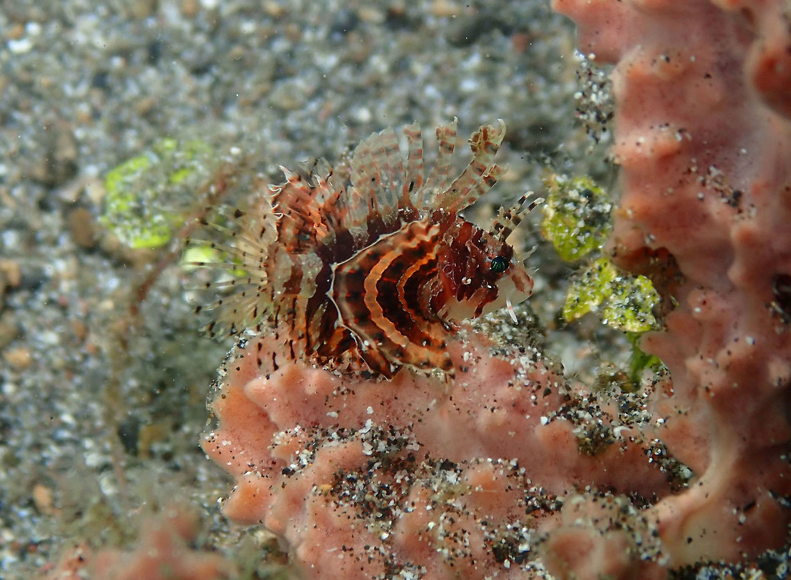 Dwarf Lionfish (Dendrochirus brachypterus) Kareko Batu, Lembeh. Dendrochirus brachypterus,Dwarf lionfish,Geotagged,Indonesia,Spring