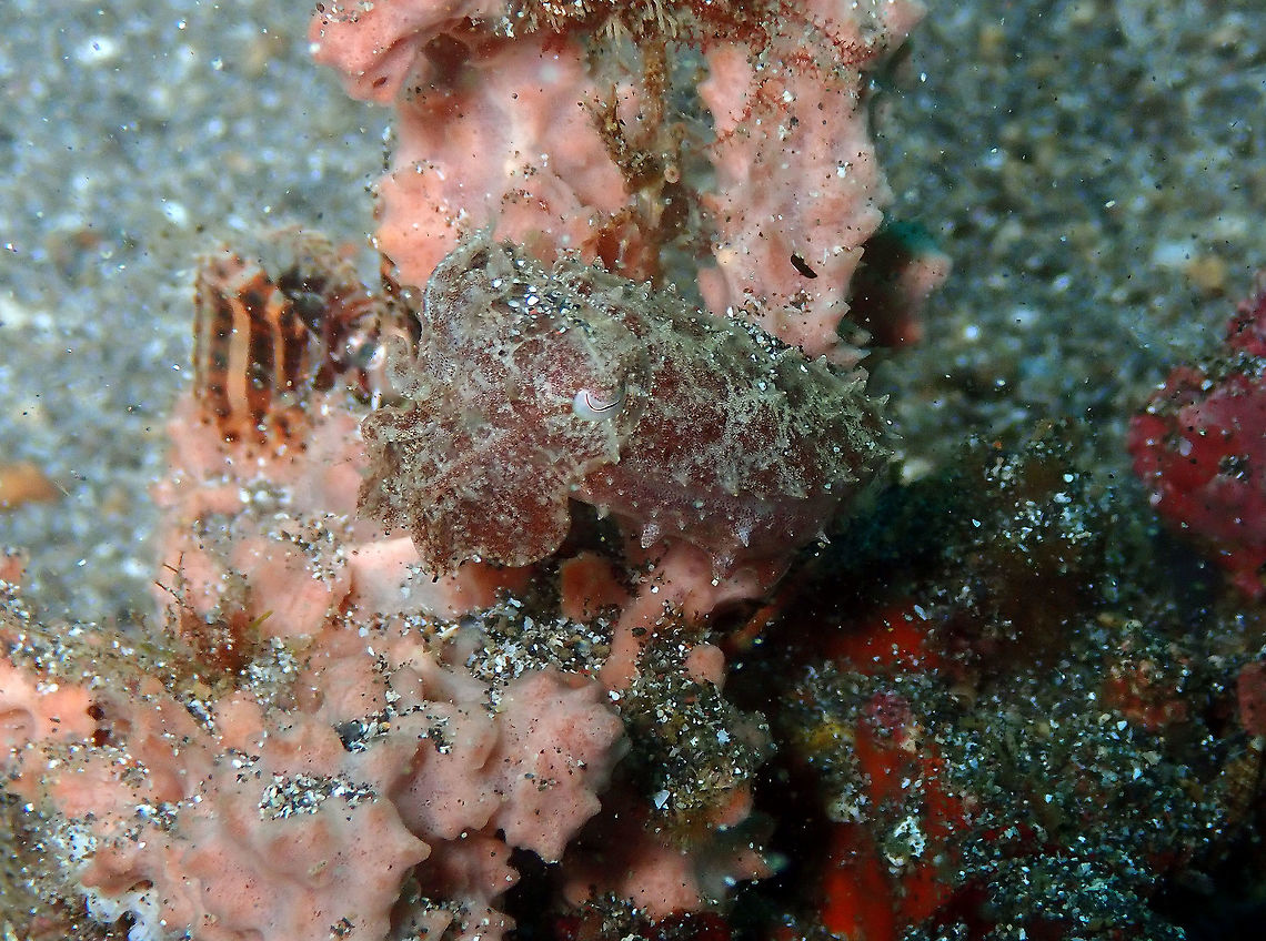 Dwarf cuttlefish (Sepia bandensis) Kareko Batu, Lembeh. Geotagged,Indonesia,Sepia bandensis,Spring,Stumpy-spined cuttlefish