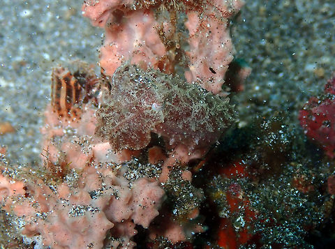 Dwarf cuttlefish (Sepia bandensis) Kareko Batu, Lembeh. Geotagged,Indonesia,Sepia bandensis,Spring,Stumpy-spined cuttlefish
