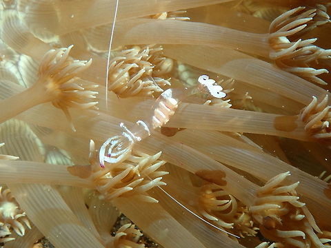 Magnificent Anemone Shrimp (Ancylomenes magnificus) Kareko Batu, Lembeh.
You can see she carries eggs inside her translucent body. Ancylomenes magnificus,Geotagged,Indonesia,Magnificent Anemone Shrimp,Spring