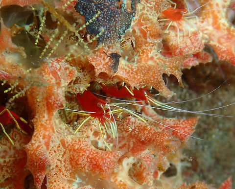 Lysmatella Shrimp (Lysmatella prima) Kareko Batu, Lembeh. Geotagged,Indonesia,Lysmatella Shrimp,Lysmatella prima,Spring