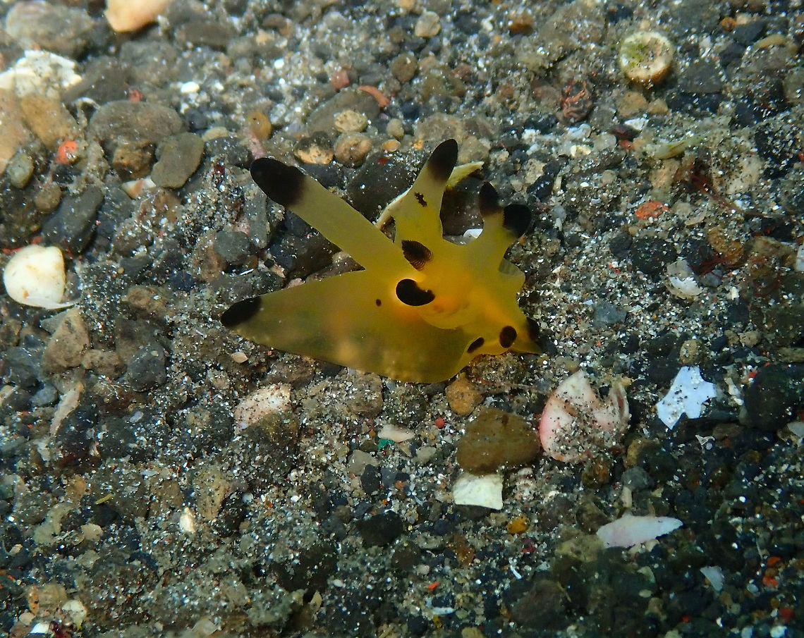 Thecacera sp. Nudibranch Kareko Batu, Lembeh. Geotagged,Indonesia,Spring,Theracera