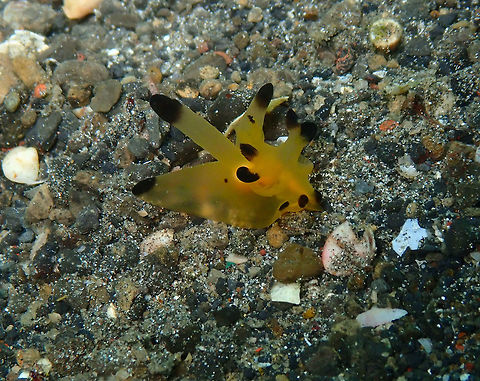 Thecacera sp. Nudibranch Kareko Batu, Lembeh. Geotagged,Indonesia,Spring,Theracera