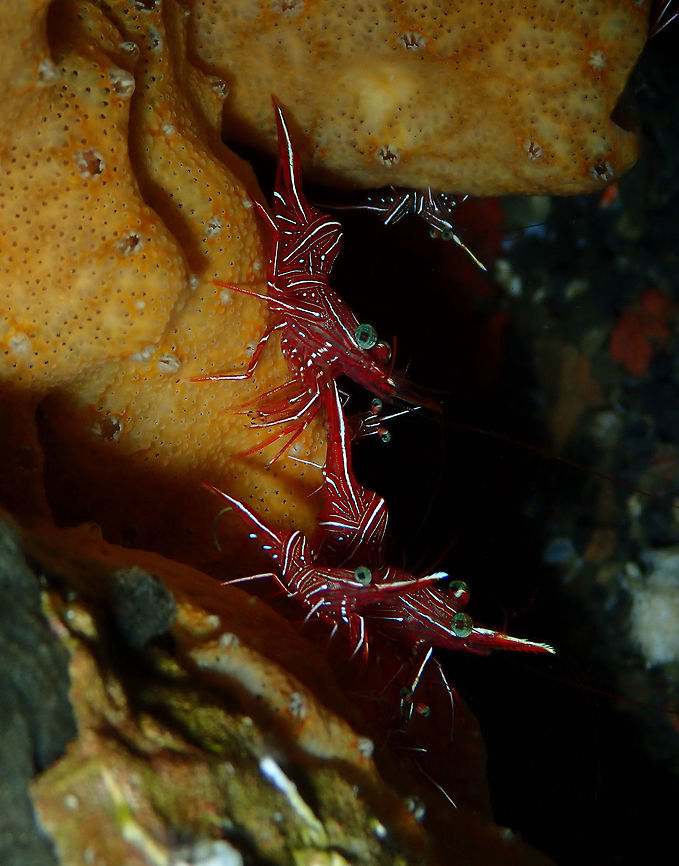 Hingebeak Shrimp (Rhynchocinetes durbanensis) Kareko Batu, Lembeh. Geotagged,Hingebeak prawn,Indonesia,Rhynchocinetes durbanensis,Spring
