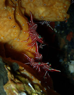 Hingebeak Shrimp (Rhynchocinetes durbanensis) Kareko Batu, Lembeh. Geotagged,Hingebeak prawn,Indonesia,Rhynchocinetes durbanensis,Spring