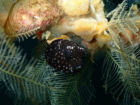 Spotted Puffer juvenile (Arothron meleagris) Kareko Batu, Lembeh.
Only 1-2 cm in size. Arothron meleagris,Geotagged,Guineafowl puffer,Indonesia,Spring