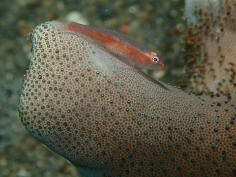 Erythrops goby (Bryaninops erythrops) Kareko Batu, Lembeh. Bryaninops erythrops,Geotagged,Indonesia,Spring