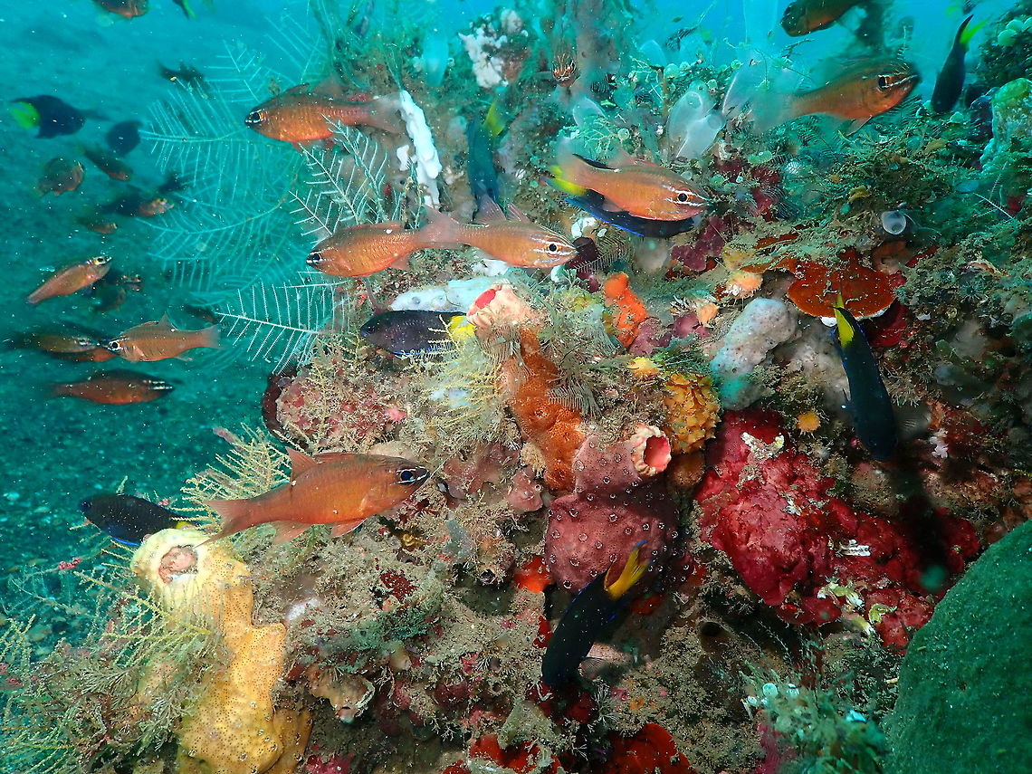 Moluccan Cardinalfish (Apogon moluccensis)  Apogon moluccensis,Geotagged,Indonesia,Moluccan Cardinalfish,Spring