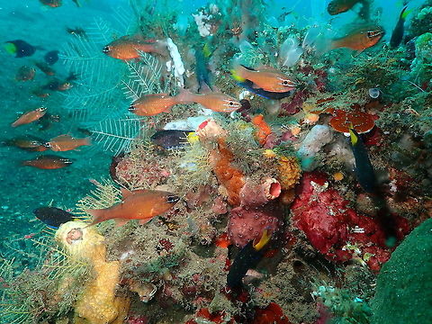 Moluccan Cardinalfish (Apogon moluccensis)  Apogon moluccensis,Geotagged,Indonesia,Moluccan Cardinalfish,Spring