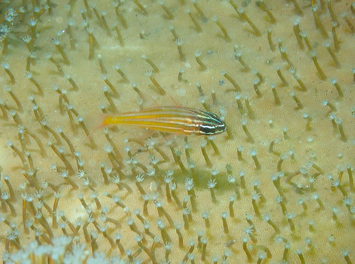 Yellow-striped Cardinalfish (Apogon cyanosoma) Kareko Batu, Lembeh. Geotagged,Indonesia,Ostorhinchus cyanosoma,Spring