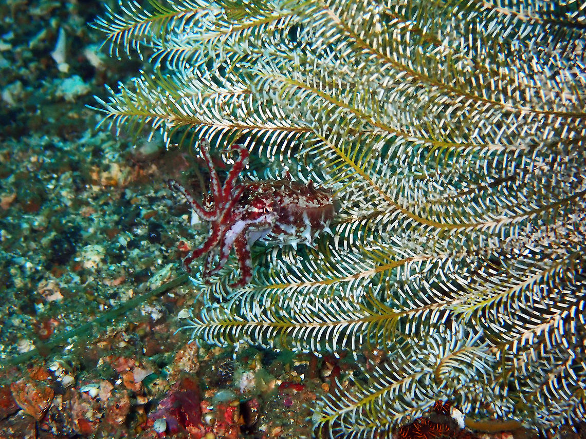 Crinoid cuttlefish (Sepia sp.) Batu Lubang Besar, Lembeh.<br />
These are in some places included in the dwarf cuttlefish species and in others are as an apart, yet unidentified/named species. As their name indicates they hang out around crinoids and often display their tentacles to deter predators. Very tiny. Dwarf cuttlefish,Geotagged,Indonesia,Sepia bandensis,Spring,cuttlefish,sepia
