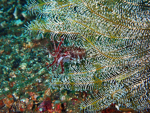 Crinoid cuttlefish (Sepia sp.) Batu Lubang Besar, Lembeh.
These are in some places included in the dwarf cuttlefish species and in others are as an apart, yet unidentified/named species. As their name indicates they hang out around crinoids and often display their tentacles to deter predators. Very tiny. Dwarf cuttlefish,Geotagged,Indonesia,Sepia bandensis,Spring,cuttlefish,sepia