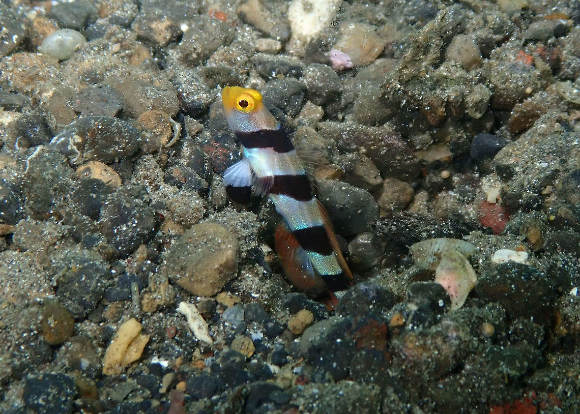 Yellownose Shrimpgoby (Stonogobiops xanthorhinica) Kareko Batu, Lembeh. Geotagged,Indonesia,Spring,Stonogobiops xanthorhinica,Yellownose Shrimpgoby