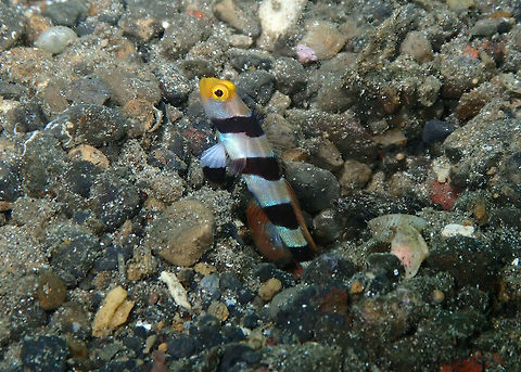 Yellownose Shrimpgoby (Stonogobiops xanthorhinica) Kareko Batu, Lembeh. Geotagged,Indonesia,Spring,Stonogobiops xanthorhinica,Yellownose Shrimpgoby