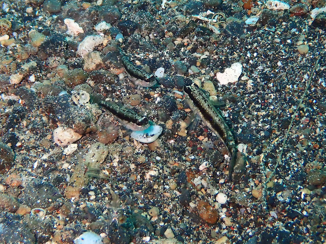 Asterropteryx_striatus OLYMPUS DIGITAL CAMERA Asterropteryx striatus,Geotagged,Indonesia,Spring,Striped Goby