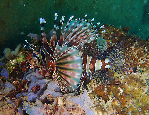 Zebra Lionfish (Dendrochirus zebra) Coconut Garden, Lembeh. Dendrochirus zebra,Geotagged,Indonesia,Spring,Zebra turkeyfish