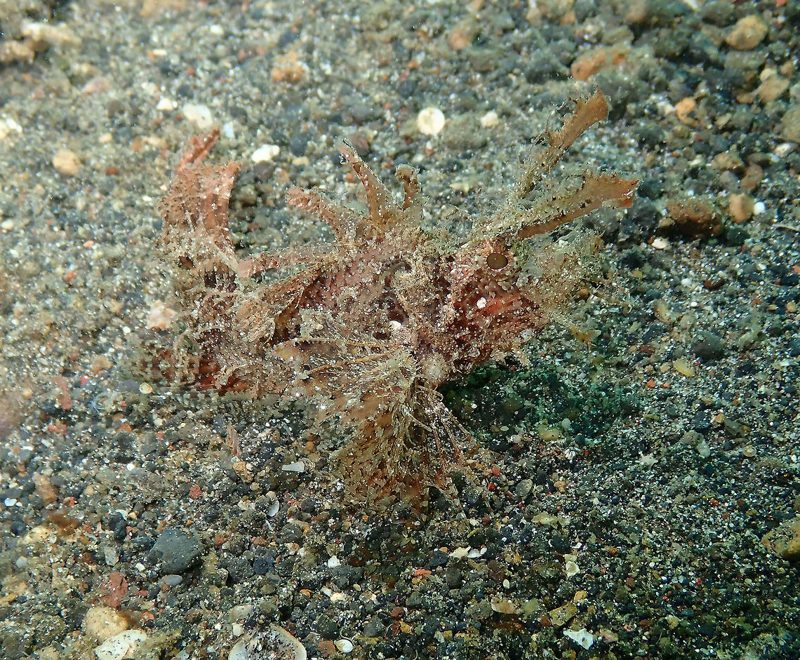 Ambon Scorpionfish (Pteroidichthys amboinensis) Kareko Batu, Lembeh. Ambon scorpionfish,Geotagged,Indonesia,Pteroidichthys amboinensis,Spring