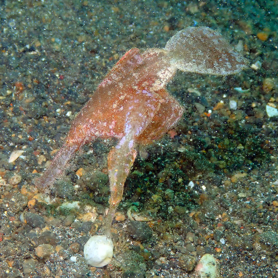 Robust Ghost pipefish (Solenostomus cyanopterus) Kareko batu, Lembeh.<br />
I have often seen these in couples. The male is the smaller one. Robust ghost pipefish,Solenostomus cyanopterus