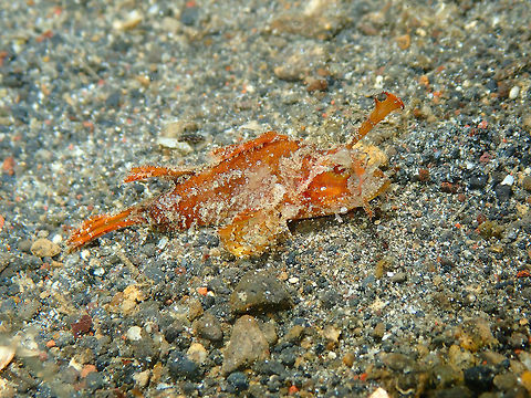 Ambon Scorpionfish (Pteroidichthys amboinensis) Kareko Batu, Lembeh.
Is a bit different in color than the other one seen in the same place and also smaller, possibly a juvenile. This is a small species anyway. They grow up to 12 cm. Ambon scorpionfish,Geotagged,Indonesia,Pteroidichthys amboinensis,Spring