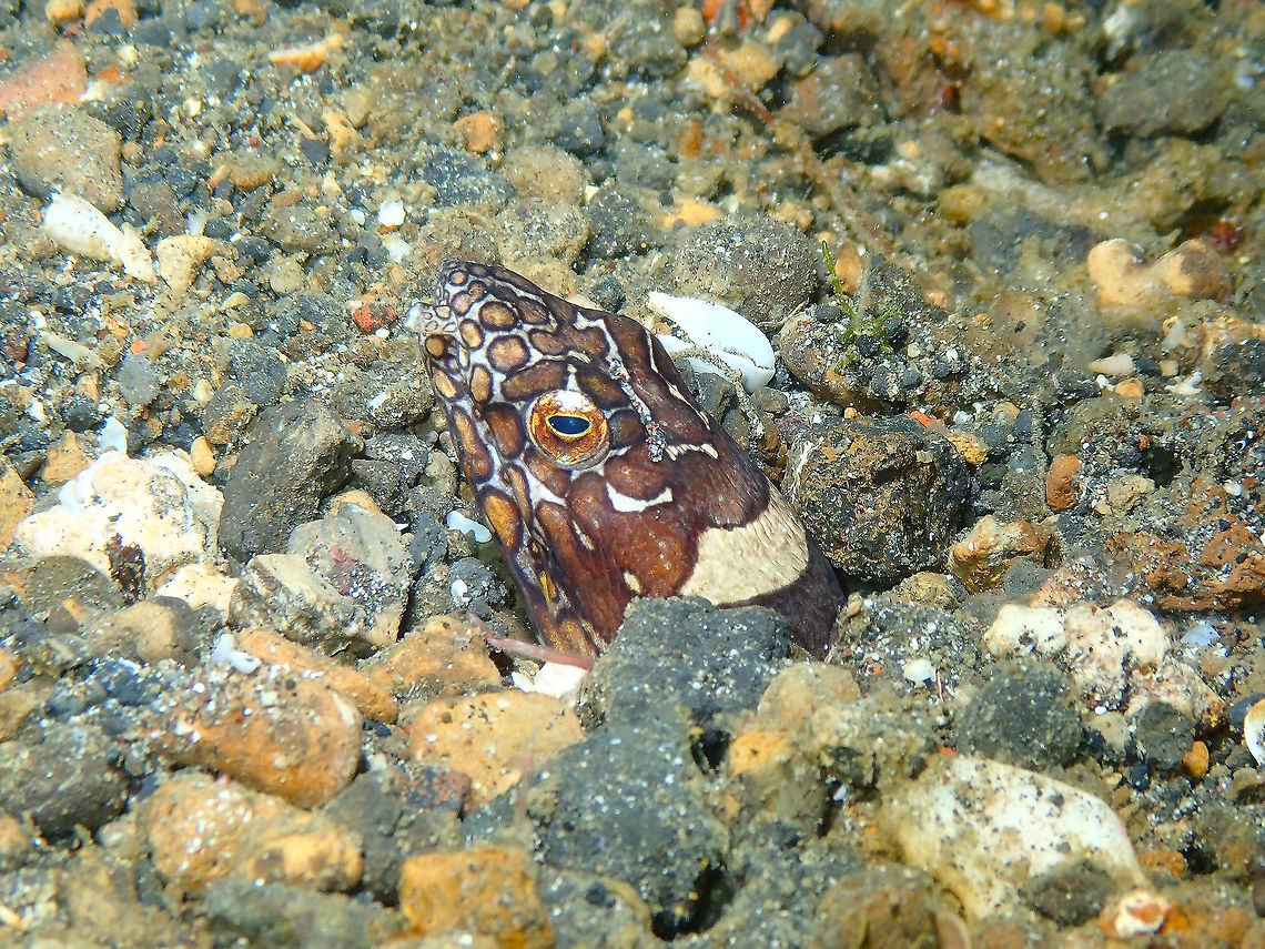 Napoleon Snake Eel (Ophichthus bonaparti) Kareko Batu, Lembeh.<br />
Another snake eel with epic name and maybe scary looking but also shy and rather willing to retreat than attack when it come to humans. Geotagged,Indonesia,Napoleon snake eel,Ophichthus bonaparti,Spring
