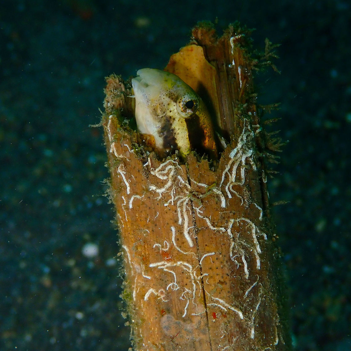 Shorthead fangblenny (Petroscirtes breviceps) Kareko Batu, Lembeh.<br />
Often hiding in cavities like bottles, cans and alikes. Geotagged,Indonesia,Petroscirtes breviceps,Spring
