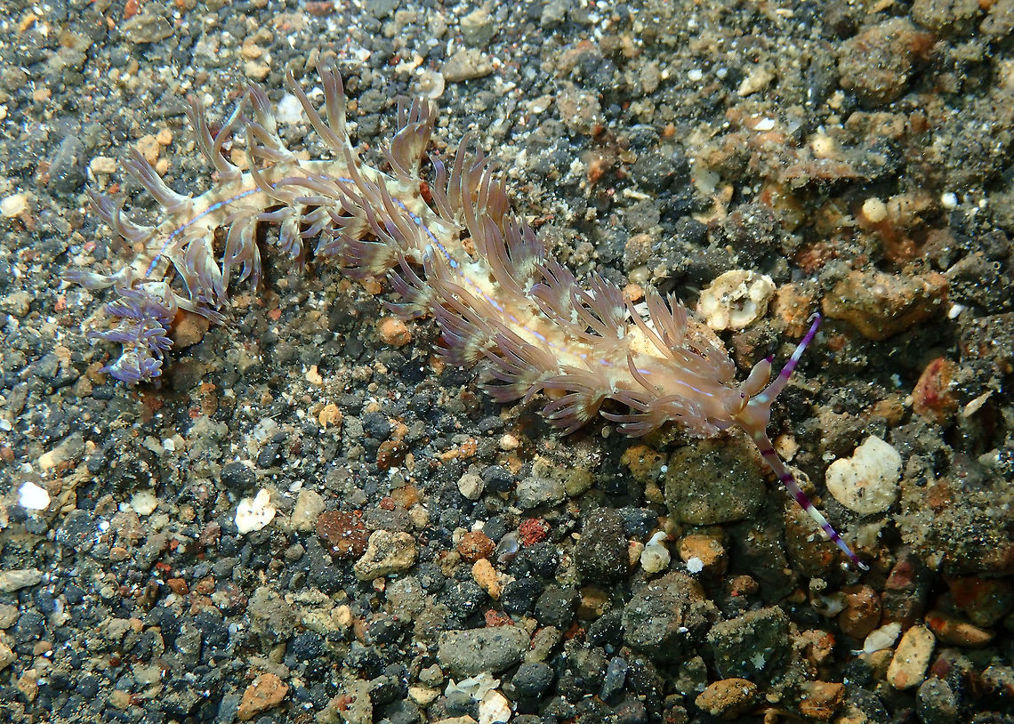 Blue Dragon (Pteraeolidia semperi) Kareko Batu, Lembeh. Blue Dragon Nudibranch,Geotagged,Indonesia,Pteraeolidia ianthina,Pteraeolidia semperi,Spring