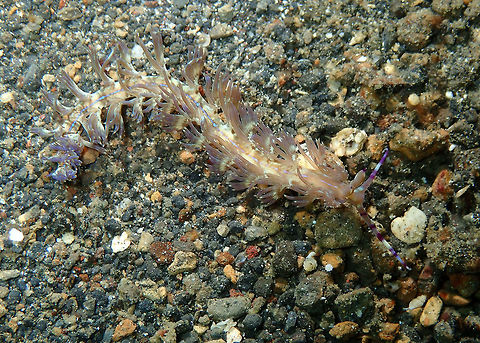 Blue Dragon (Pteraeolidia semperi) Kareko Batu, Lembeh. Blue Dragon Nudibranch,Geotagged,Indonesia,Pteraeolidia ianthina,Pteraeolidia semperi,Spring