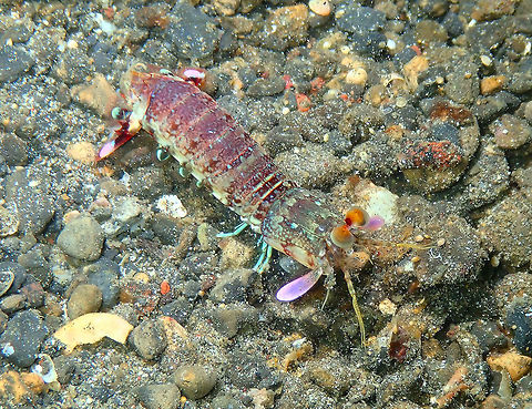 Pink-Eared mantis Shrimp (Odontodactylus latirostris) Kareko Batu, Lembeh. Geotagged,Indonesia,Odontodactylus latirostris,Pink-Eared Mantis Shrimp,Spring