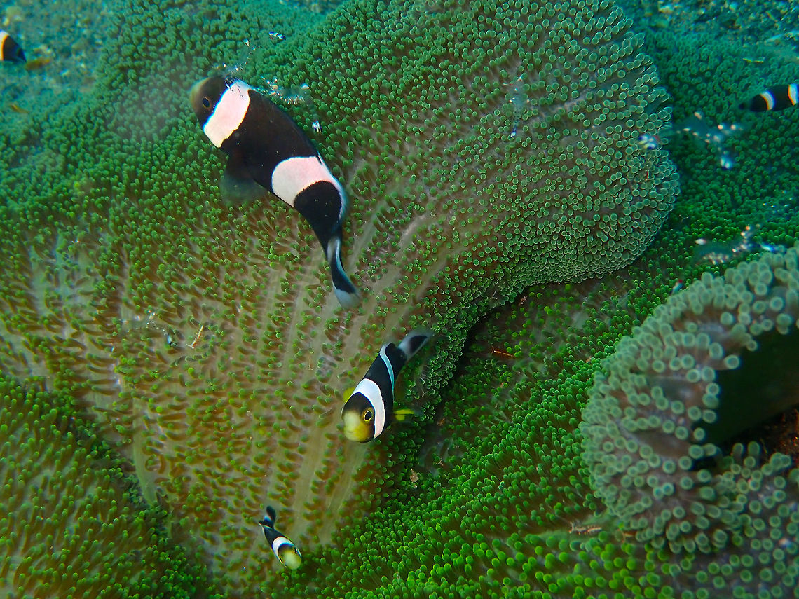 Saddleback Anemonefish (Amphiprion polymnus) Coconut Garden, Lembeh. Amphiprion polymnus,Geotagged,Indonesia,Saddleback clownfish,Spring