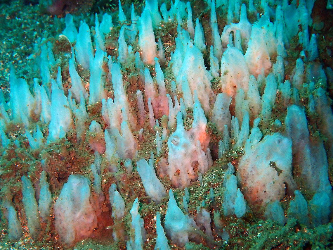 Brush Sponge (Ciocalypta sp.) Batu Lubang Besar, Lembeh.<br />
Prospective ID Ciocalypta penicillus. It could otherwise be C. massalis or C. hyaloderma. Not sure. Brush Sponge,Ciocalypta,Ciocalypta penicillus,Geotagged,Indonesia,Sponge,Spring,porifera