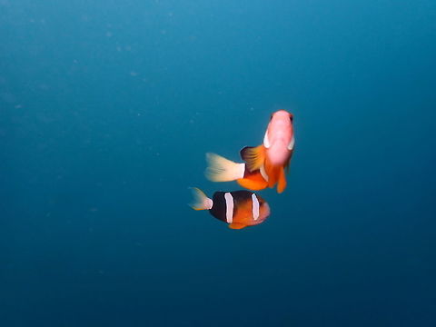 Clark's Anemonefish (Amphiprion clarkii) Kareko Batu, Lembeh.
Lembeh's anemonefishes always have at least two bigger ones defending the anemone and the rest of inhabitants. they are very fierce and will even bite you (not much pain but you can feel it!). They come high up from the anemone and chase you away, like these two were trying to do with me. It reminds me of the plovers that fake a broken wing to also drive you away from their nest location. Amphiprion clarkii,Clarks Anemonefish,Geotagged,Indonesia,Spring