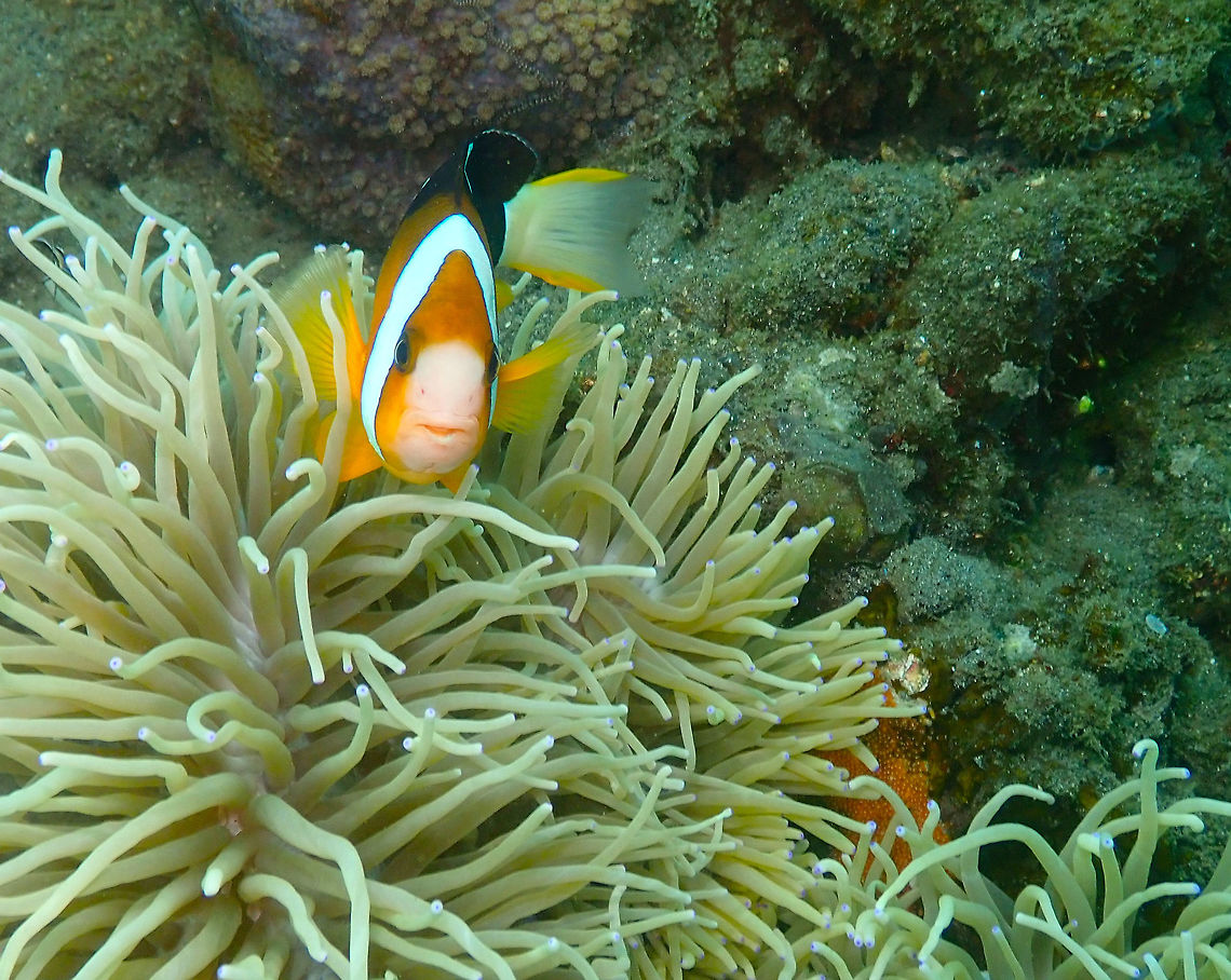 Clark's Anemonefish (Amphiprion_clarkii) Kareko Batu, Lembeh.<br />
Same dive site but different anemone. Here on the right bottom part of the pic you can see the reason of such fierceness: their more guarded treasure, a clutch of eggs. Amphiprion clarkii,Clarks Anemonefish,Geotagged,Indonesia,Spring