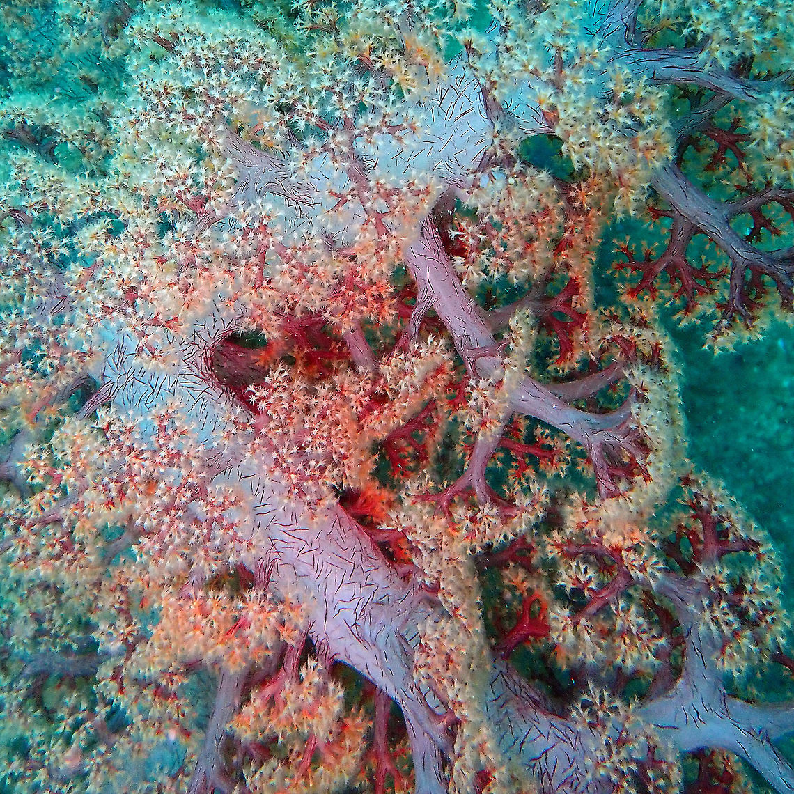 Carnation Coral - Dendronephthya hemprichi Batu Lubang Besar, Lembeh.<br />
<a href="https://en.wikipedia.org/wiki/Dendronephthya" rel="nofollow">https://en.wikipedia.org/wiki/Dendronephthya</a><br />
<a href="http://animal-world.com/Aquarium-Coral-Reefs/Carnation-Coral" rel="nofollow">http://animal-world.com/Aquarium-Coral-Reefs/Carnation-Coral</a><br />
<a href="http://eol.org/pages/41372/details" rel="nofollow">http://eol.org/pages/41372/details</a> Dendronephthya hemprichi,Geotagged,Indonesia,Spring