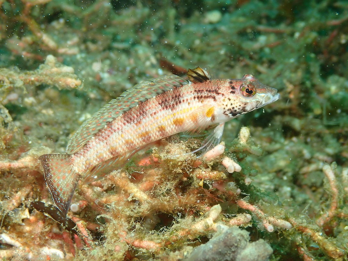 Snyder's grubfish (Parapercis snyderi) Air Prang, Lembeh. Geotagged,Indonesia,Parapercis snyderi,Snyders grubfish,Spring