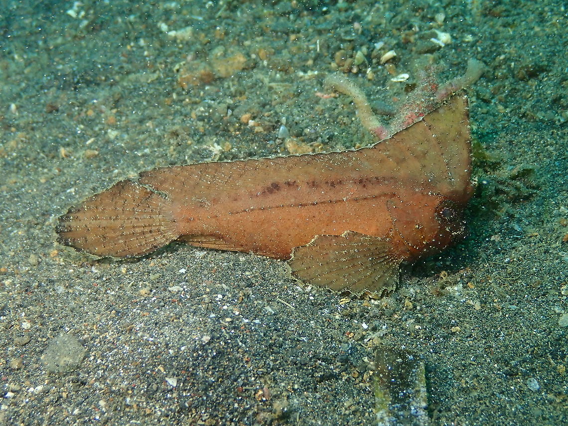 Spiny Waspfish  (Ablabys macracanthus) Air Prang, Lembeh. Ablabys macracanthus,Geotagged,Indonesia,Spiny waspfish,Spring