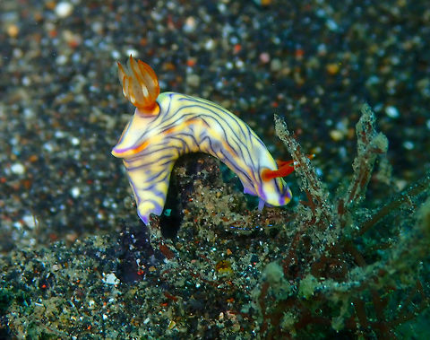 West Wind Hypselodoris (Hypselodoris zephyra) Air Prang, Lembeh. Geotagged,Hypselodoris zephyra,Indonesia,Spring