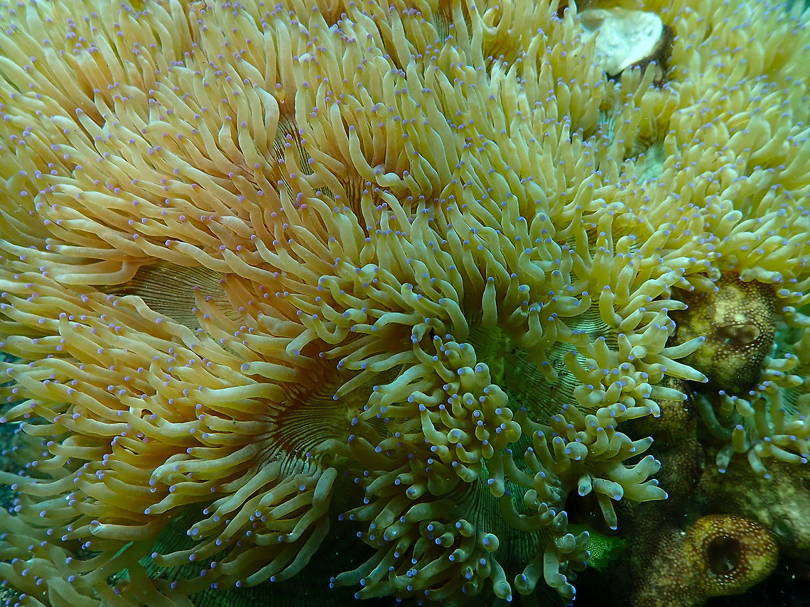 Catalaphyllia coral Air Prang, Lembeh.<br />
Prospective ID, C. jardinei<br />
<a href="https://www.diverosa.com/categories/Corals_Hexacorallia.htm" rel="nofollow">https://www.diverosa.com/categories/Corals_Hexacorallia.htm</a><br />
<a href="https://en.wikipedia.org/wiki/Catalaphyllia" rel="nofollow">https://en.wikipedia.org/wiki/Catalaphyllia</a> Catalaphyllia jardinei,Elegance coral,Geotagged,Indonesia,Spring