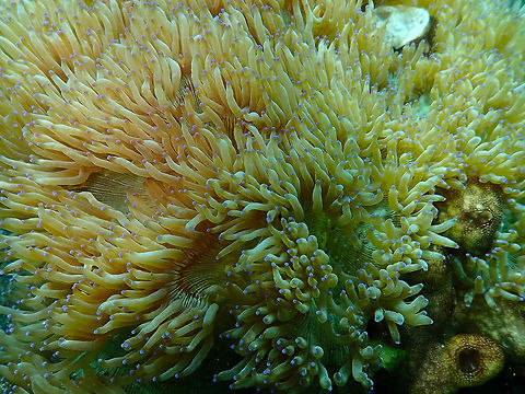 Catalaphyllia coral Air Prang, Lembeh.
Prospective ID, C. jardinei
https://www.diverosa.com/categories/Corals_Hexacorallia.htm
https://en.wikipedia.org/wiki/Catalaphyllia Catalaphyllia jardinei,Elegance coral,Geotagged,Indonesia,Spring